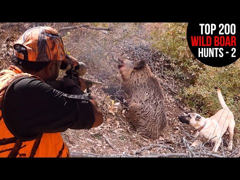 TOP 200 EPIC WILD BOAR HUNTS PERFECT SHOTS PART 2