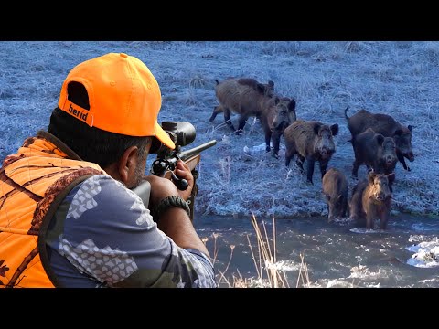 35 Perfect WILD BOAR Shots in SNOW