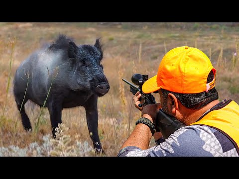 GIANT MONSTER BOAR HUNT Unbelievable Shots Perfect Action