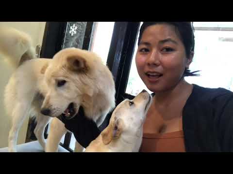 GROOMING REX TERSAYANG RUMAH BAHAGIA PET SHOP