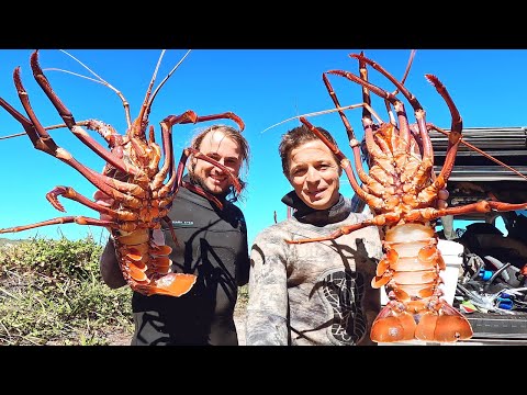 Diving for our First Western Crayfish THESE LOBSTERS ARE