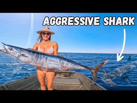 HAMMERHEAD SHARK CIRCLED OUR TINNY AFTER MONSTER HOOK UP