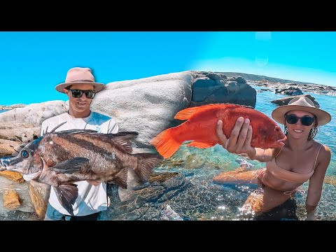 Spearfishing monster Boar fish Remote Free Camp catch and