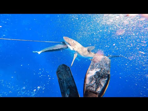 SPEARFISHING FOR DOGTOOTH TUNA CLOSE ENCOUNTERS FIGHTING