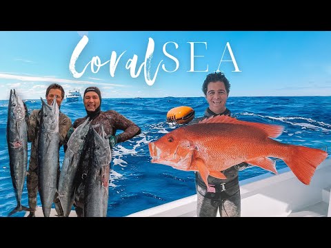 CORAL SEA SPEARFISHING YOU WONT BELIEVE THE FISH WE SPEARD