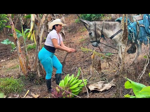 Madrugué a cortar un plátano para llevar a la cuidad
