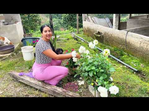 Preparando mi almuerzo con tilapia frita