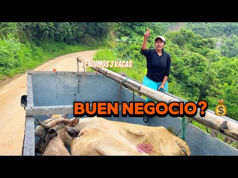 Acompáñame a vender 3 vacas de la finca