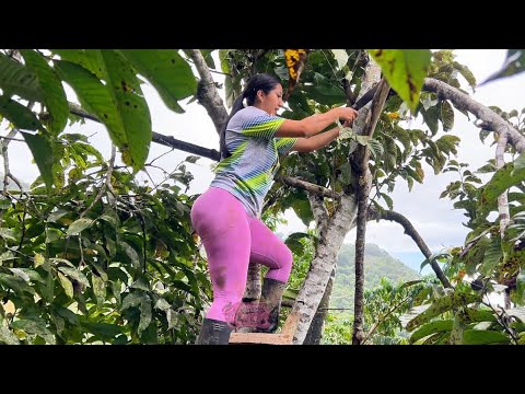 Arreglando este árbol para duerman mis gallinitas