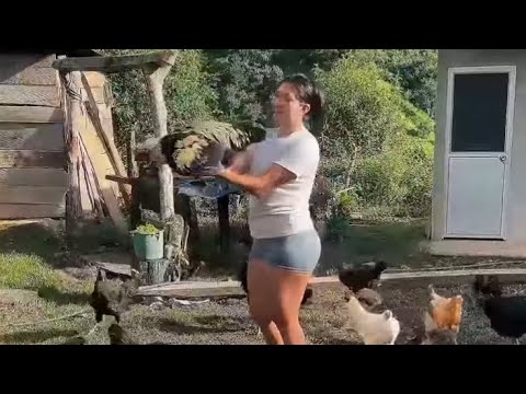 Cual de estas gallinas te gustaría probar P1