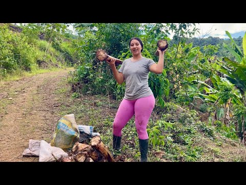 Les enseño como sacamos semillas de plátanos en el campo