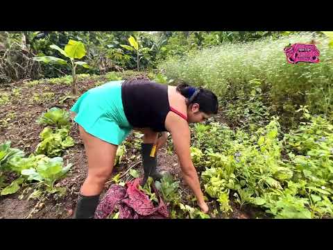 Mira el tamaño de estas lechugas asi las cosechamos en el