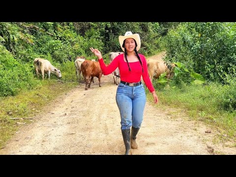 Esto pasó cambiado mi ganado de una inverna a otra