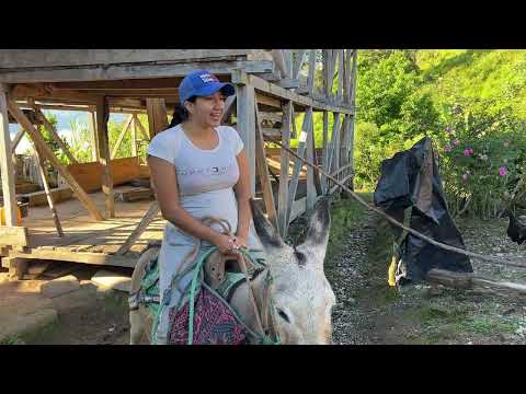 Montada en mi burrito camino a la finca a sacar cacao Pt 2