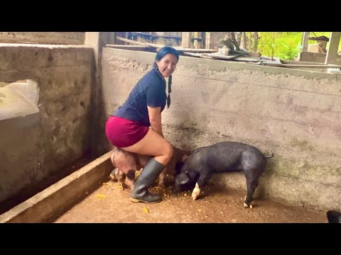 Acompáñame a picar zapallos para mis chanchos