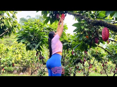 Así se hace el chocolate artesanal desde el cacao