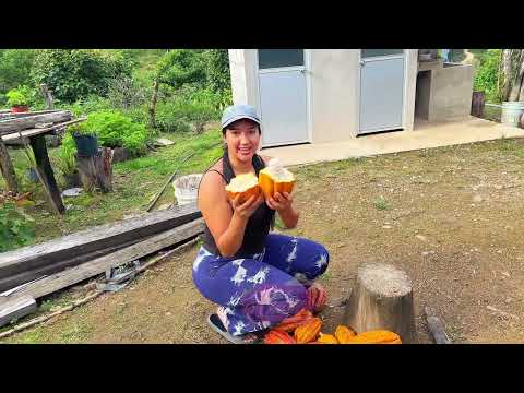 Cosechando cacao para hacer chocolate artesanal
