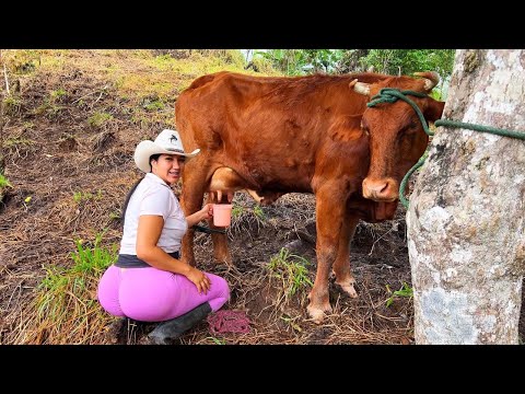 Acompáñame a ordeñar mis vacas en el campo
