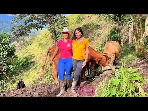 Mi hermana y yo fuimos a ver las vacas y el agua