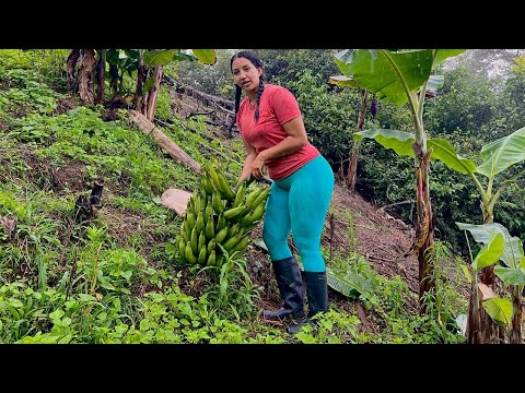 Mira lo que preparamos con este plátano recién cortado