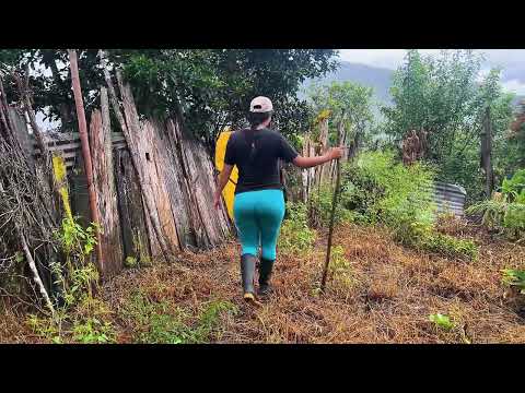 sembrando frejol en el jardín