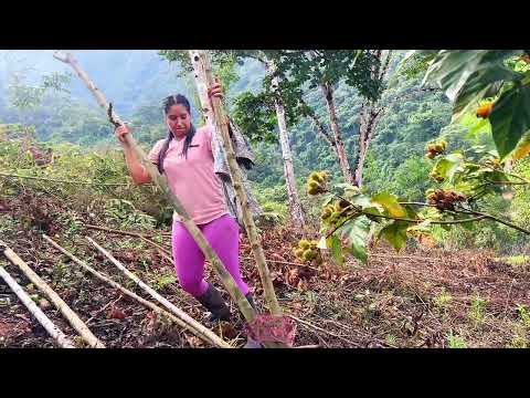 Así cuidamos las plantas de los plátanos