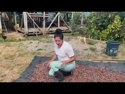 Te enseño como secamos el cacao sin maquinas