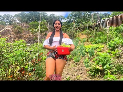 Recogiendo lechugas para una deliciosa ensalada