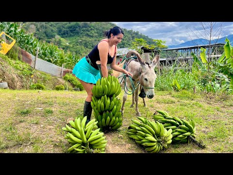 Mira cuántos plátanos cortamos hoy en el campo en compañía