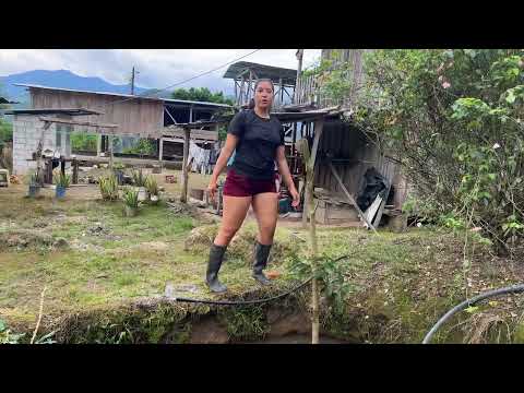 Así alimentamos a los peces en el campo con cogollo de yuca