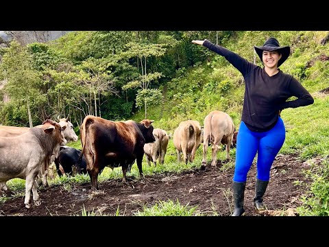 Acompáñeme a ver mi ganado en la finca