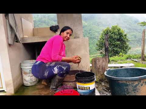 Cosechando maní para cocinar en el campo