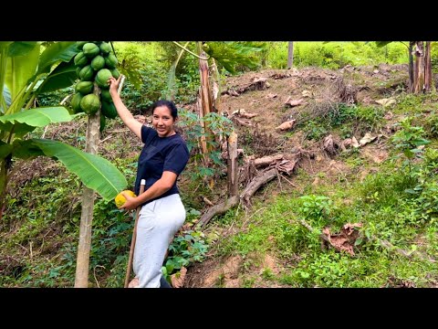 Así es como recojo las papayas de la planta