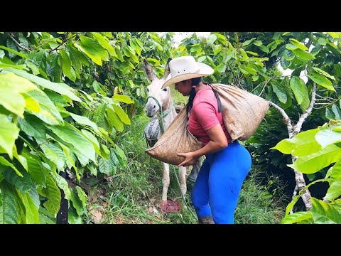 Cargando cacao en mi burrito y llegando a casa