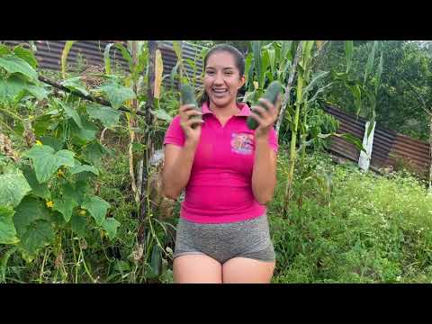 Esto es lo que utilizo para abonar mis plantas