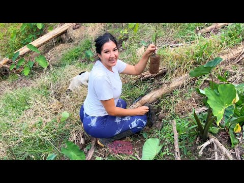 Así es como se siembra el cacao en el campo