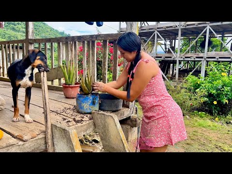 Hoy te muestro como transplanto mis sábilas en el campo