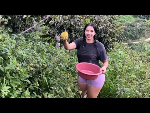 Alguna vez has probado la anona Así se consigue en el campo