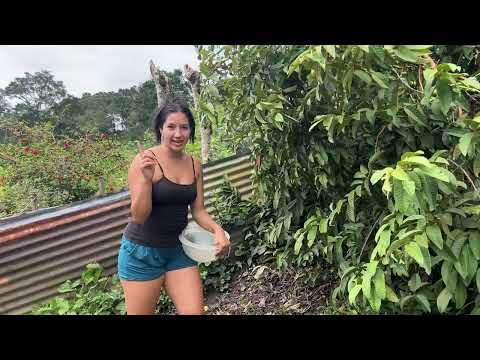 Preparando una deliciosa espumilla de guayaba