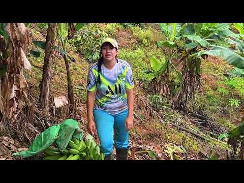 Cortando plátanos en la finca