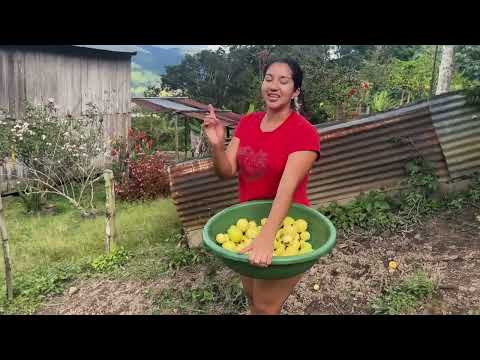 Con Este Calor Nada Como un Refresco Casero de Guayaba
