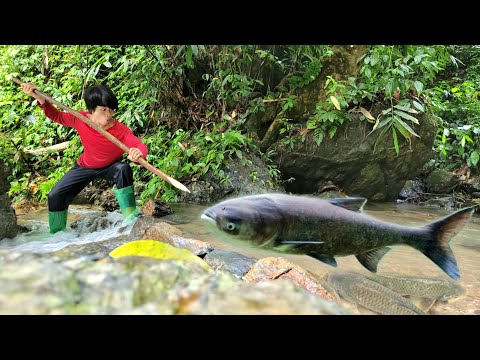 Lam saw a school of fish in the stream so he stacked rocks