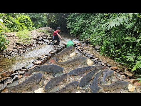The boy spotted a school of carp in the stream He