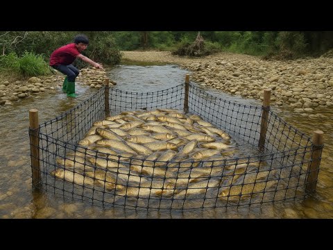 The boy Lam used a black net to make a fish trap and caught
