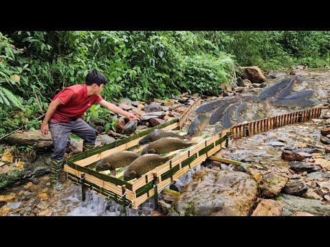 Super fishing skills using woven bamboo to make a fish trap