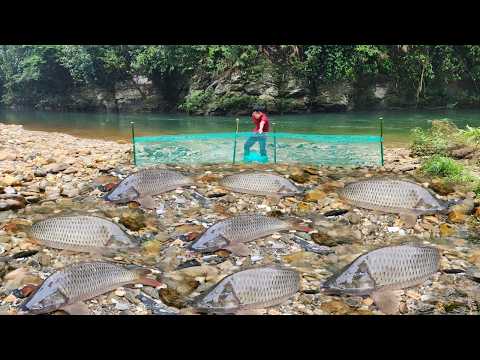 Lam discovered a school of fish in the stream and cast a