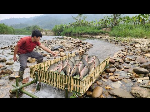The boy caught a large haul of carp in his bamboo trap