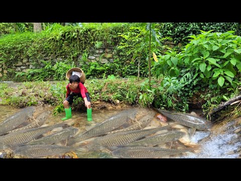Lam saw a school of fish in the stream so he stacked rocks
