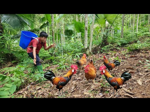 The boy shows off his super chicken trapping skills and the