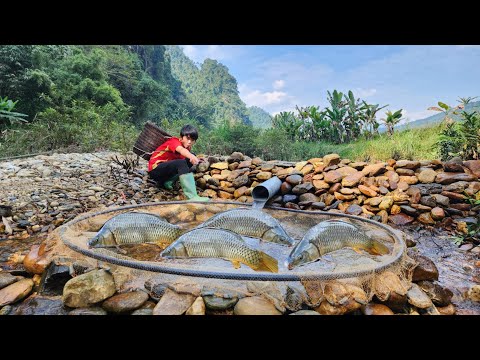 Unique way to trap fish using PVC pipes Boy Lam caught a